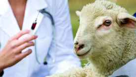 Минсельхоз подготовил новые ветеринарные правила по борьбе с эктимой